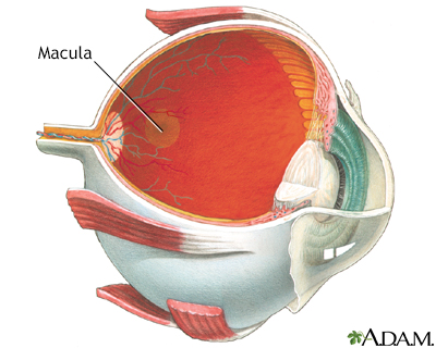 Macula lutea