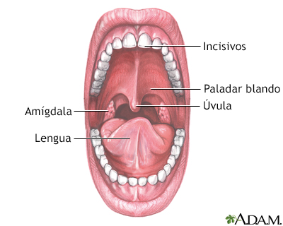 cancer bucal virus tratamentul verucilor plate pe colul uterin