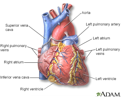 Vista anterior del corazón