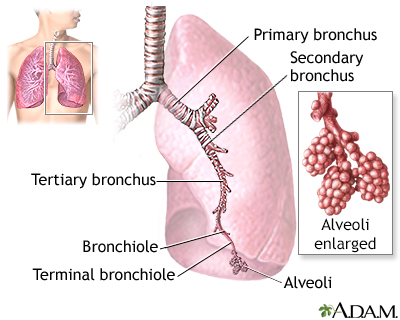 Los pulmones