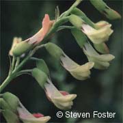 Astragalus