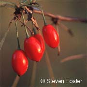 Barberry