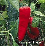 Cayenne 