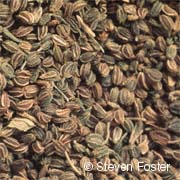 Celery Seed