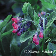 Comfrey