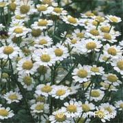 Feverfew