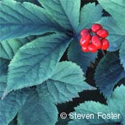 American Ginseng