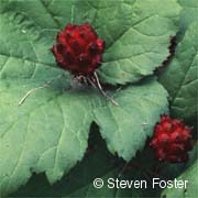 Goldenseal