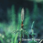 Horsetail