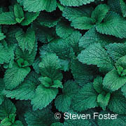 Lemon Balm