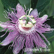 Passionflower