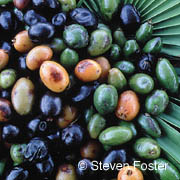 Saw Palmetto