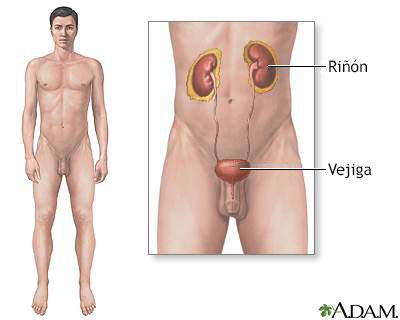 Sistema urinario masculino