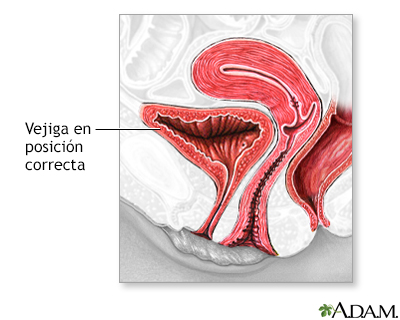 Procedimiento (primera parte)