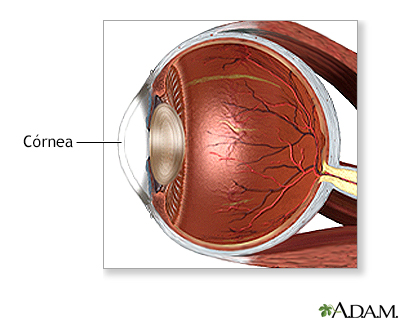 Trasplante de córnea - anatomía normal