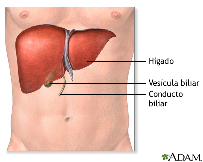 Trasplante de hígado - serie