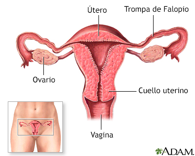 Métodos anticonceptivos de barrera - Serie