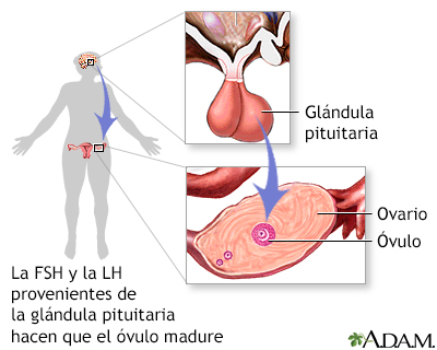 FSH y LH de la glándula pituitaria