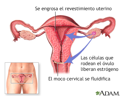 Liberación de estrógeno