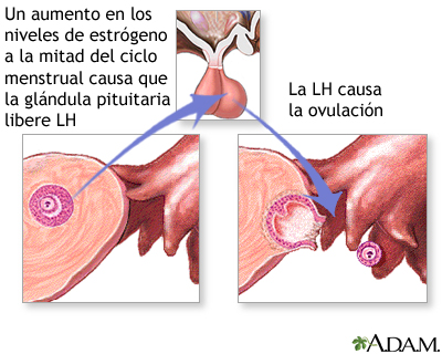 Liberación de LH