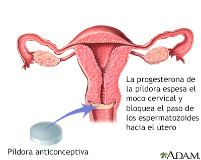 La progesterona en la píldora