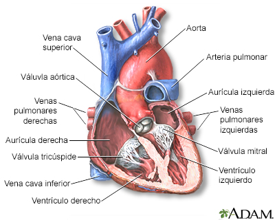 Corte transversal por el medio del corazón