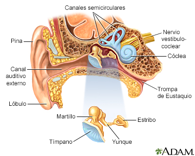 Anatomía del oído