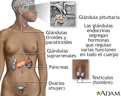 Endocrine glands