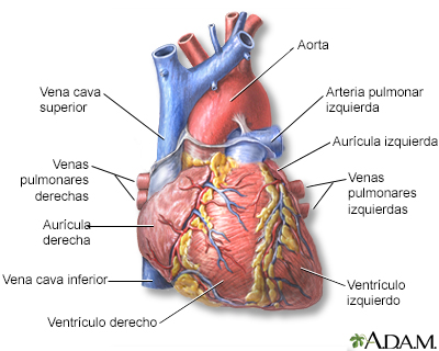 Vista anterior del corazón