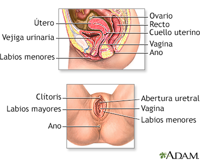 Anatomía reproductora femenina