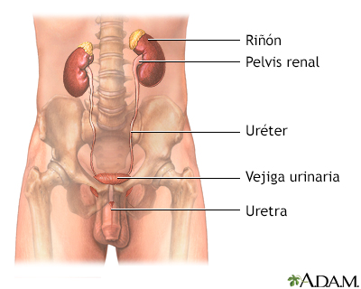 Estimulador muscular trata incontinencia urinaria femenina