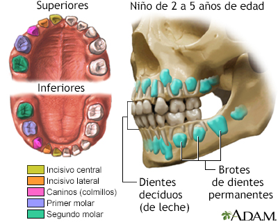 Desarrollo de los dientes de leche