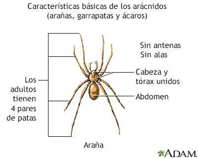 Características básicas de los arácnidos