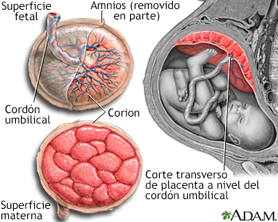 Anatomía de la placenta normal