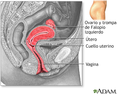 Vista sagital lateral del aparato reproductor femenino