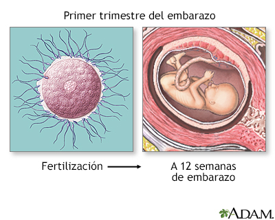 Primer trimestre del embarazo