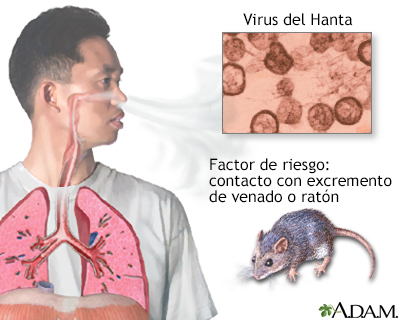 Virus Hanta