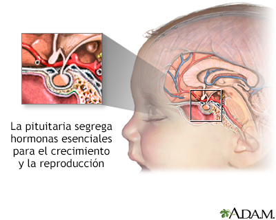 La hipófisis