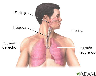 Anatomía normal del pulmón