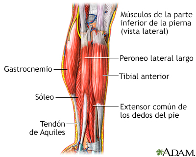 Músculos de la pierna inferior