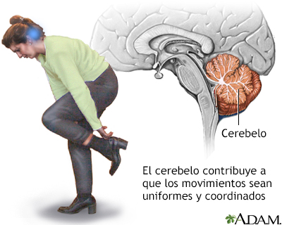 Función del cerebelo