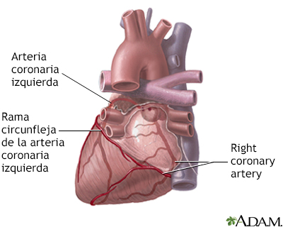 Arterias cardíacas posteriores