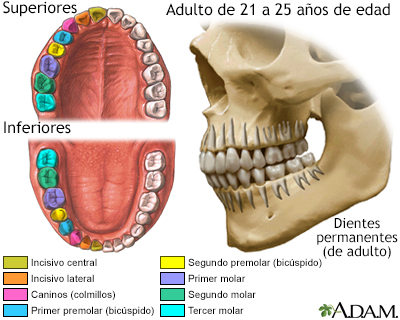 Desarrollo de los dientes permanentes