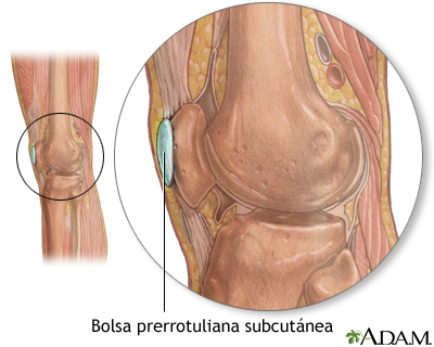 Bursa de la rodilla