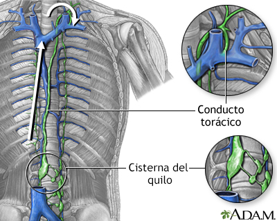 Circulación linfática