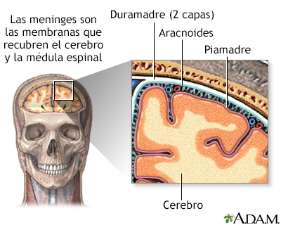 Meninges del cerebro