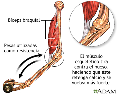 Ejercicio de fortalecimiento de los huesos