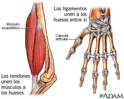 Tendones y ligamentos