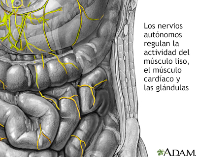 Nervios autónomos