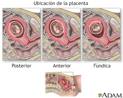 Procedimiento (primera parte)